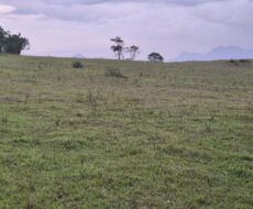 PROPRIEDADE DE 24 ALQUEIRES EM DORES DE MACABÚ.