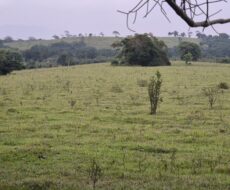PROPRIEDADE DE 24 ALQUEIRES EM DORES DE MACABÚ.