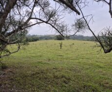 PROPRIEDADE DE 24 ALQUEIRES EM DORES DE MACABÚ.