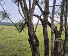 PROPRIEDADE DE 24 ALQUEIRES EM DORES DE MACABÚ.